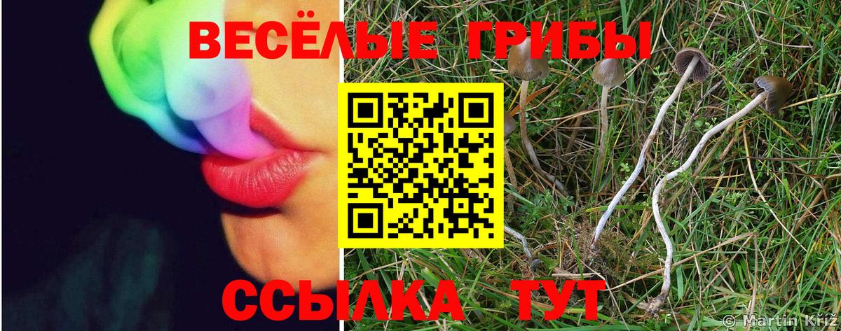Псилоцибиновые грибы GOLDEN TEACHER Кудрово